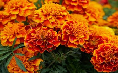 Berantas Semut dengan Bunga Marigold dan Daun Mint: Solusi Tanaman di Era Modern