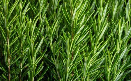 Kemangi dan Krisan: Tanaman Pengusir Semut yang Efektif dan Ramah Lingkungan