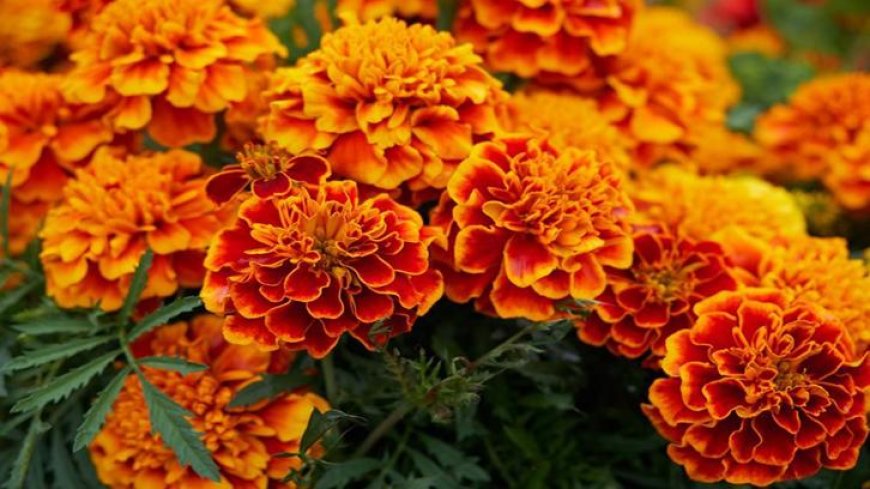 Berantas Semut dengan Bunga Marigold dan Daun Mint: Solusi Tanaman di Era Modern