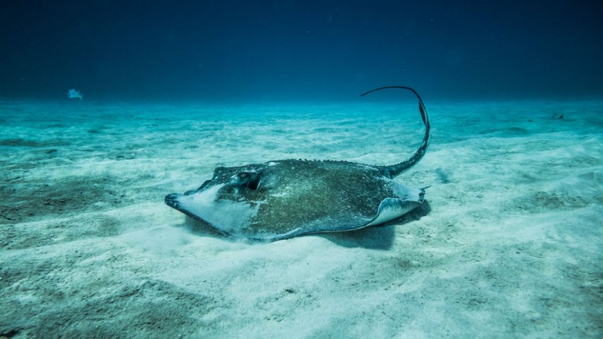 Tragedi Kepunahan: Ikan Pari Jawa Menjadi Spesies Laut Pertama yang Lenyap karena Aktivitas Manusia