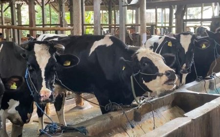 Mewujudkan Program Susu Gratis, Pemerintah Diharapkan Tambah Populasi Sapi Perah Hingga 2,5 Juta Ekor