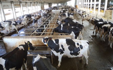 Indonesia Butuh 2,5 Juta Sapi Perah Demi Program Susu Gratis: Tantangan dan Peluang