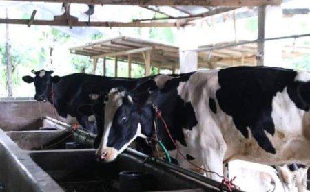 Indonesia Butuh 2,5 Juta Sapi Perah untuk Mewujudkan Program Susu Gratis