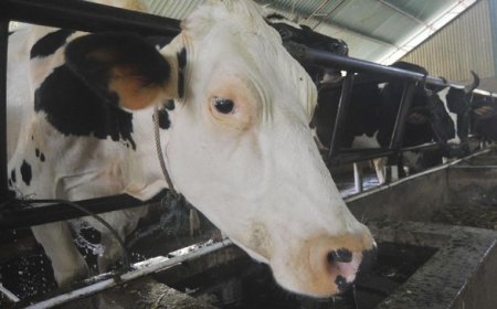 Program Susu Gratis Prabowo Hadapi Tantangan: Pemerintah Perlu 2,5 Juta Sapi Perah untuk Merealisasikannya